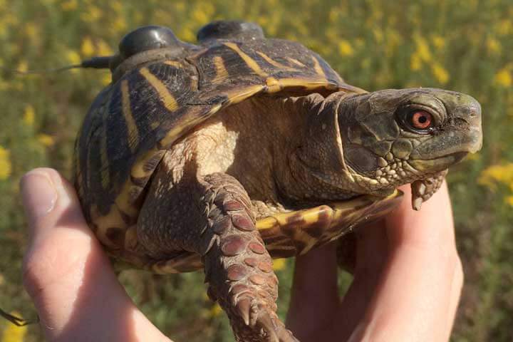 Thermochrons glued to the shell of a turtle for research