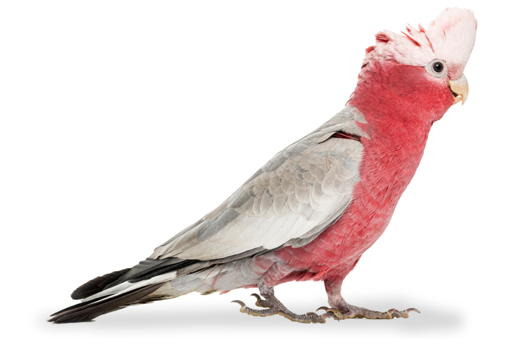 A friendly galah